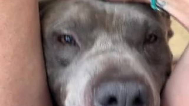 我的小狗可爱吗？#老外真会玩 #狗狗 #精神小狗 #那傻狗 #汪了个汪