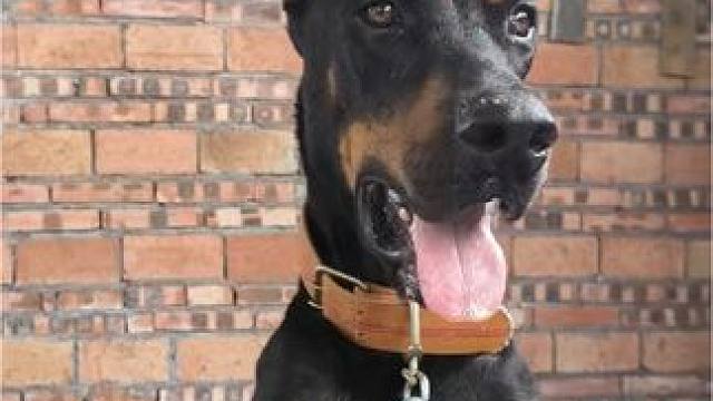 #工作犬 #看家护院 #纯种犬 #杜宾犬 #精神小狗 我家这个杜宾怎么样