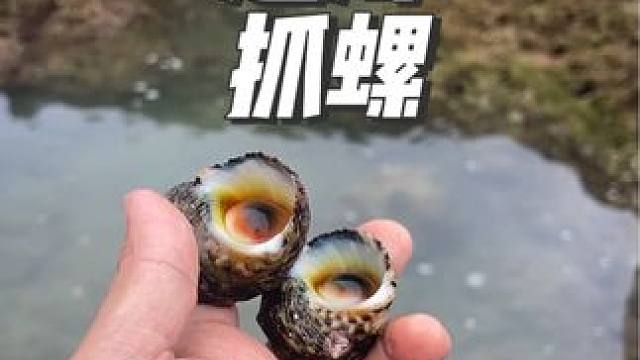 好久没吃海鲜了，赶海抓点螺 这里赶海真的太美了！#三亚赶海 #三亚旅游攻略 #三亚阿健旅游