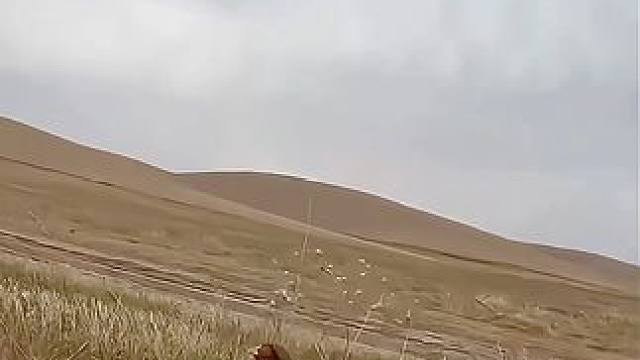 国外农场狗子驱赶鸡哥 #纪录片解说 #原始技术 #荒野求生