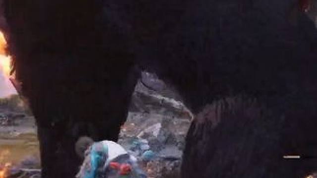 拿捏西游记里爱偷袈裟的黑熊精 #黑神话悟空 #黑神话悟空创作激励  #游戏内容风向标  #单机游戏 