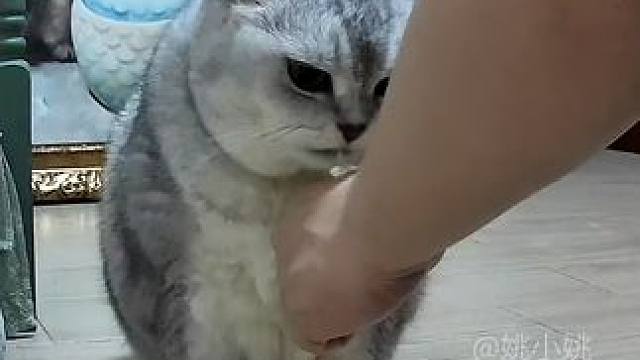 阿蛋吃鱼油乖乖的 #记录猫咪日常 #监控下的一幕 #抖in萌宠计划 #鱼油推荐#这小猫还是太全面了