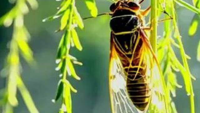 #手机随拍分享 #捕捉身边的美 #观察昆虫 听听蝉的鸣叫声。