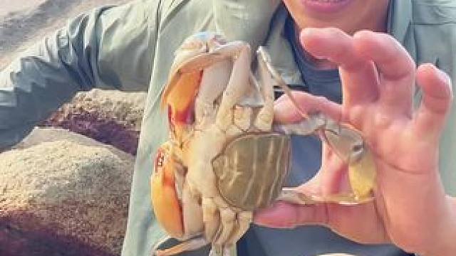 野外生存合集 #户外 #野外生存 #户外赶海抓海鲜 #户外美食 #抓螃蟹