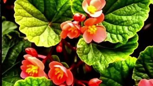 #捕捉身边的花草 #唯美意境 秋海棠。