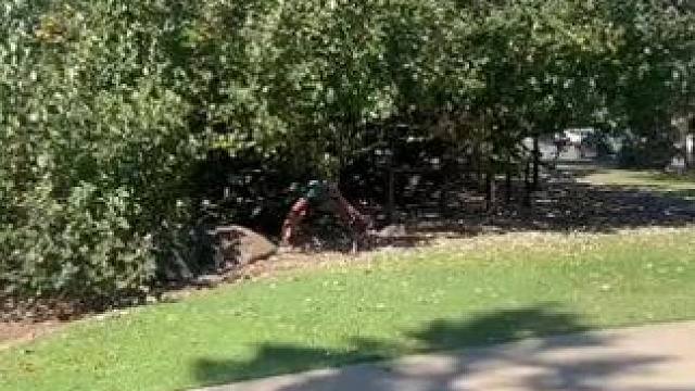 鸟哥真的不是一般的炮啊，徒手抓蜥蜴，这要是被咬一口，会不会凉了 #怪鸟 #普罗哈兹卡 #佩雷拉 #U