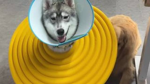 大喇叭花囧哈 #哈士奇 #狗狗 #汪星人的精致生活