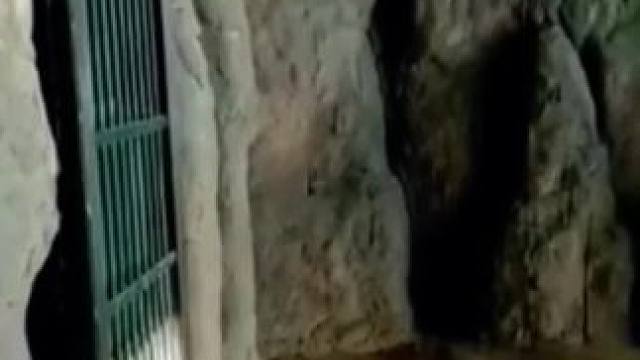 艾特出最像它的人#动物世界