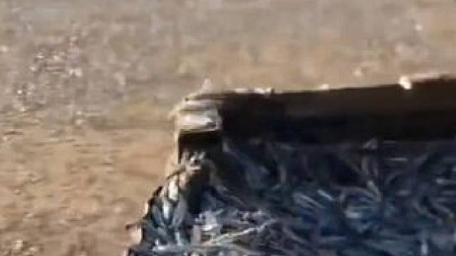 原来小鱼仔是这样制作出来的#小鱼仔 #小鱼干