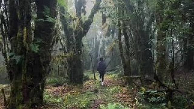 踏入原始森林，仿若置身梦幻森林。#哀牢山 #云南哀牢山仙境 ##哀牢山原始森林