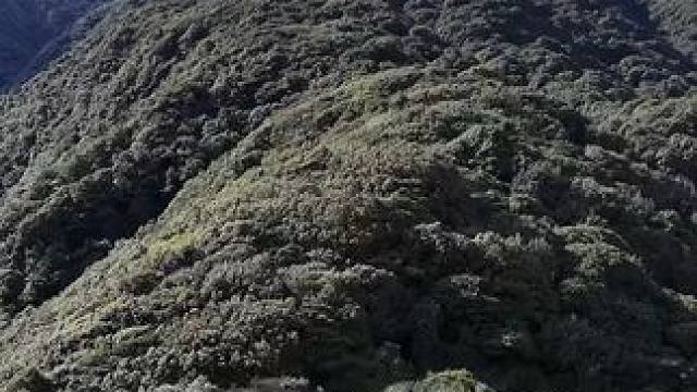航拍哀牢山，感受“隔里不同天”的奇妙，领略大自然的壮美与神秘。#哀牢山 #云南哀牢山仙境 #哀牢山原