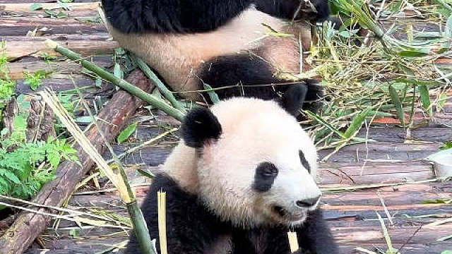 熊猫，它们的眼神充满着无辜与纯真，仿佛在诉说着对这个世界的美好期许。看着熊猫，就如同看到自己的童年，