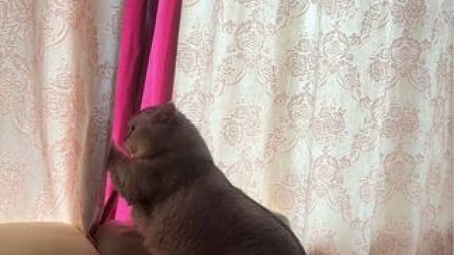 阿蛋又出不去飘窗了，生胖气… 