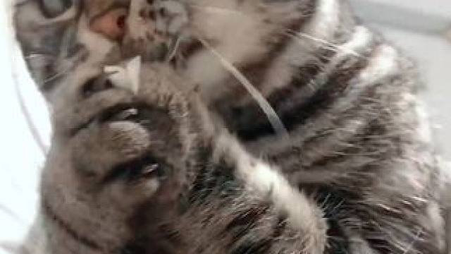 工具猫的日常#记录猫咪日常#猫咪#小猫日记#喵星人#我和我的怨种猫咪