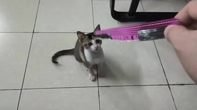 #喵星人 也不知道你咋一天这么好精力，也太活跃了些吧#萌宠vlog