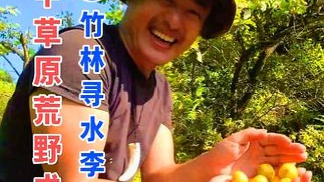 竹林挖泉眼 巡山摘李子 云中草原荒野求生（11）竹林寻水李子黄 #野外生存 #户外露营 #荒野求生 