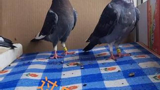 #赛鸽不死必归的精神 #万物皆有灵性 #鸽子为何能千里识途 #养鸽人 