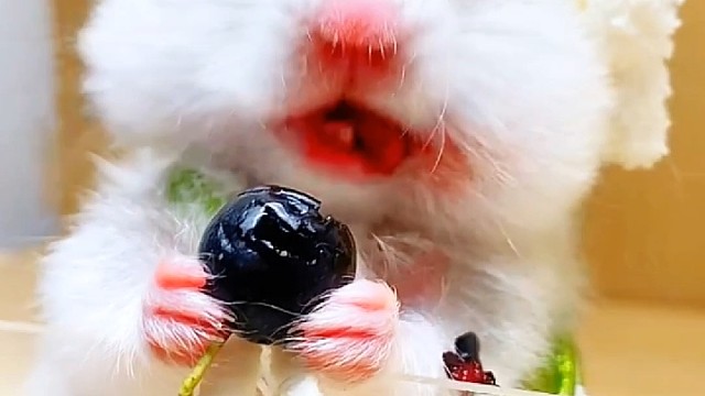 沉浸式吃不老莓，有点难吃