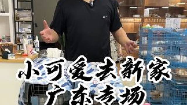 今天发的猫是广东专场！看看有没有你家的小可爱~#壮实说猫 #猫咪