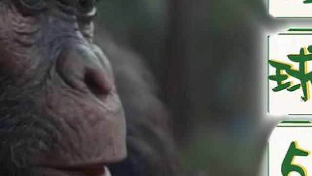 猩球 人类动物版