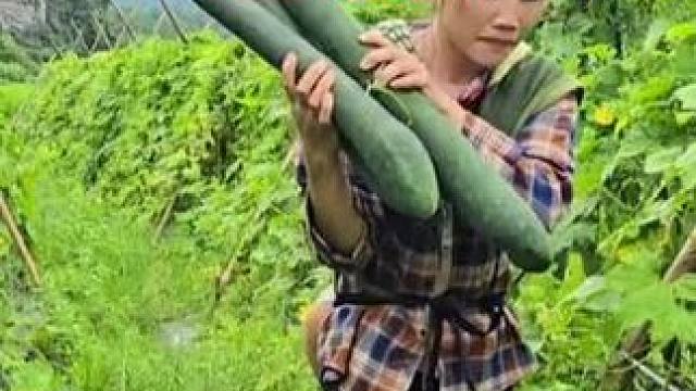 阿萍摘青瓜 #野外生存 #国外生活 #单亲妈妈
