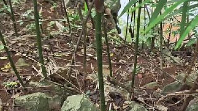 探洞途中偶遇，这神奇植物，下身竹子，上身棕树这究竟是竹子出了轨，还是棕树劈了腿？大家可否解答一下？#