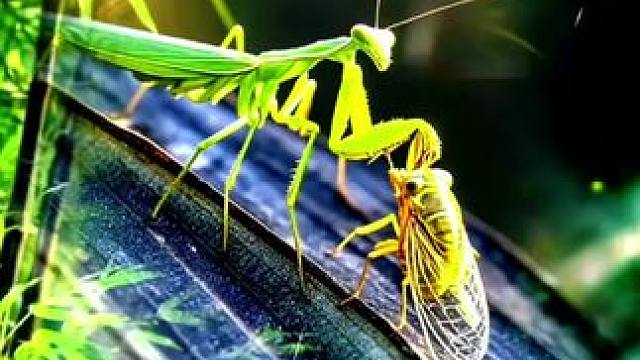 #手机拍摄剪辑 #难得一见 #上热门风景素材 螳螂捕蝉。