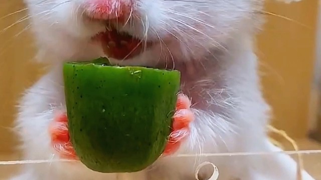 沉浸式吃奇异莓