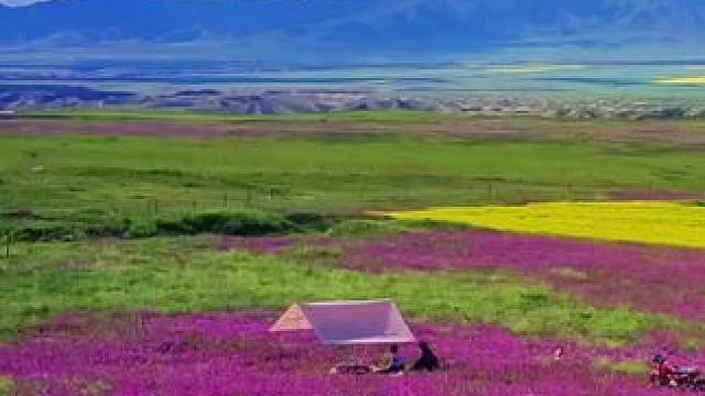 高原上的天然花海，太美了#在这遇见紫色花海 #美丽的草原风光无限 #风景如画的地方 #醉美花海季 #