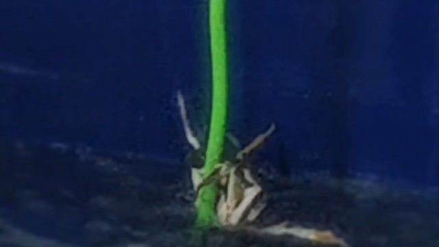 嘿嘿嘿#火影忍者 #没有不可能 #火影忍者手游