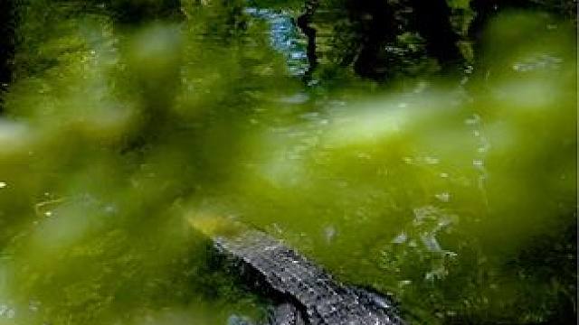 亚马逊巨型鳄鱼 #原始技术 #荒野求生 #动物世界