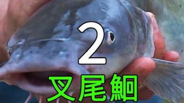 <第2/3集>斑点叉尾鮰的现代化养殖，捕捞现场大开眼界 #养殖 #三农