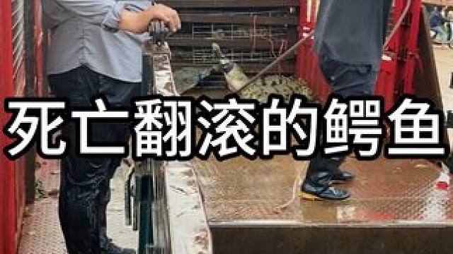 死亡翻滚的鳄鱼#鳄鱼 #鳄鱼养殖场 #鳄珍