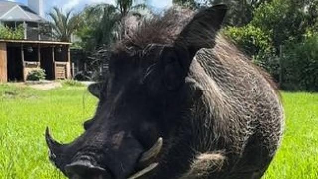 草原网红疣猪蓬蓬 #国外视频分享 #宠物 #疣猪