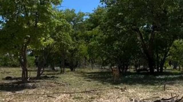 可怜的小羚羊 #国外视频分享 #奇妙的动物 #野生动物零距离