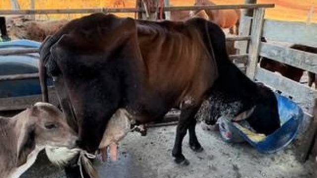 一头奶牛实现牛奶自由 #国外视频分享 #奶牛养殖 #挤牛奶