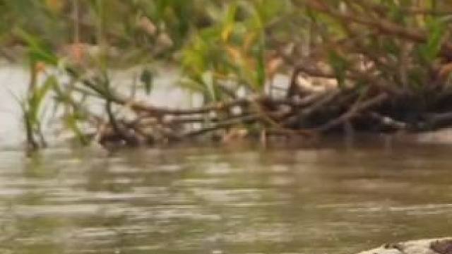 美洲豹偷袭鳄鱼 #野生动物零距离 #野生动物零距离 #美洲豹vs鳄鱼