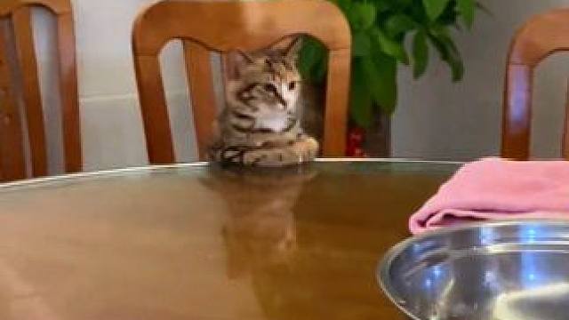 猫猫的日常#猫咪#记录猫咪日常#喵星人#小猫咪治愈视频#铲屎官的乐趣