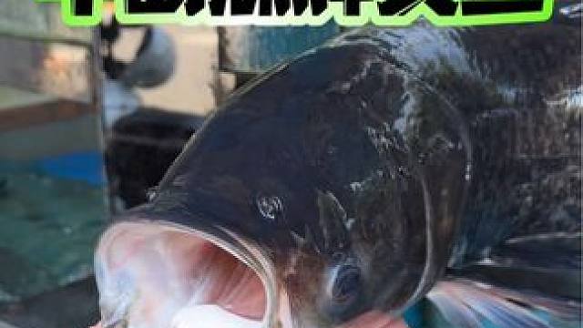 千岛湖开了20多年的鱼头馆，店不大有点土，味道是真可以！ #心动杭州 #性价比超高 #千岛湖胖头鱼 