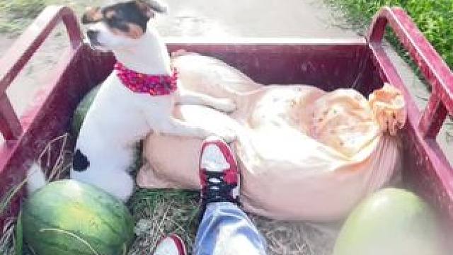 村里没有诗和远方
跟着老爸有赶不完的大集
卖不完的瓜
有童年所有的记忆……#田间地头  #乡愁记忆 