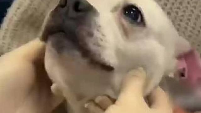 替我家狗预订一个 #小动物 #狗狗 #搞笑 #萌宠