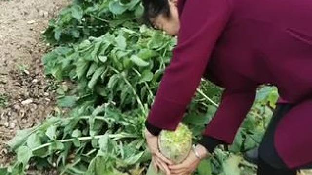 萝卜可以种植了。#勤劳致富靠双手 #真实记录拍摄 #一份耕耘一份收获 #种菜 #每天分享种植农业小知