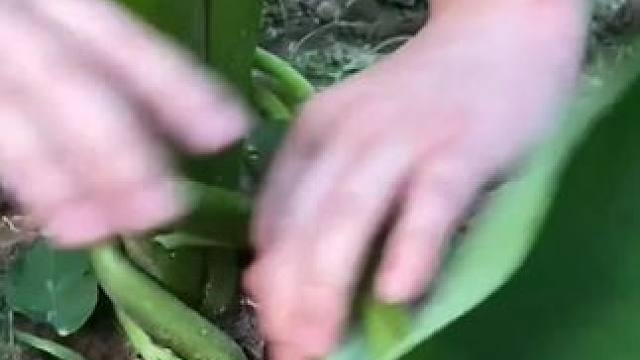 压过边禾的芋头才会长得又大又圆