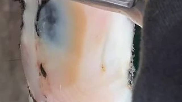 丝滑的刮片牛蹄还暗藏玄机#解压#修牛蹄