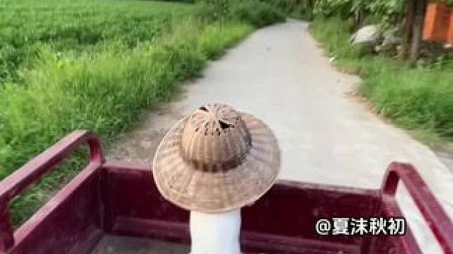 俺妈五点薅我起来
上地割草
还撂个草帽子给俺两 #田间地头 #乡愁记忆  #农村生活