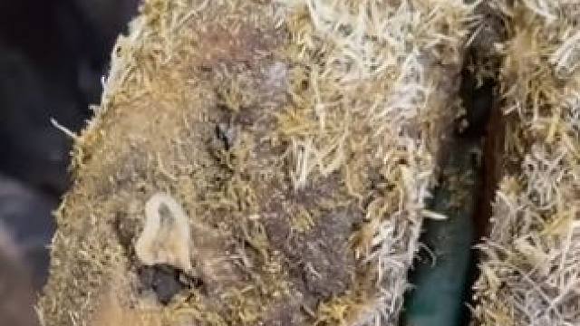 半截牙齿居然卡在了牛牛蹄底#解压 #修牛蹄