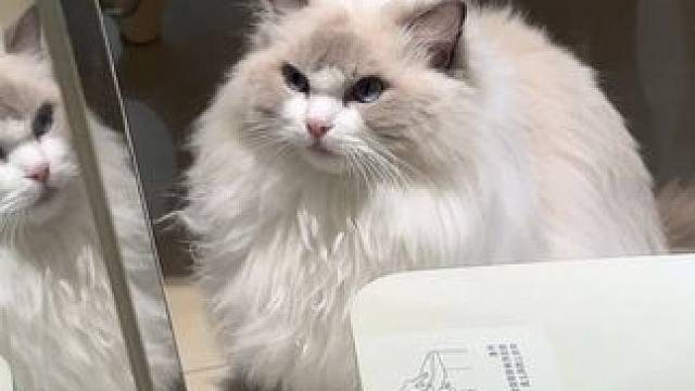 福百草！就是现在！ #万物可爱计划 #宅家治愈记 #布偶猫 #戚百草就是现在