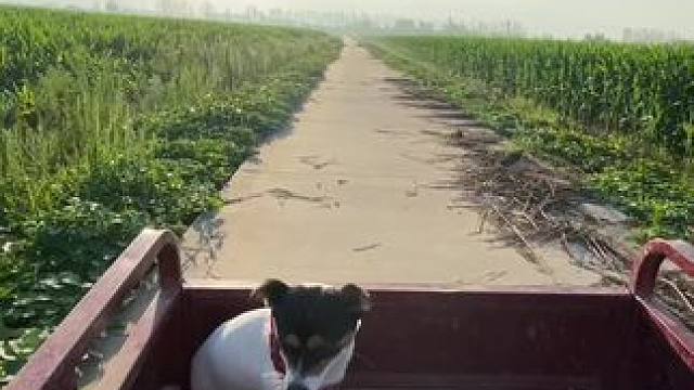 这车 给喜宝俺两撂沟里了
说住“慢点 白跑嫩快……”
这拐弯不减速 直接甩飞
老爸还熊我“谁叫你不抓