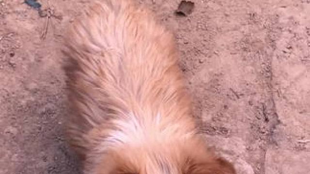 第2集：依然怯怯的，但是我不碰她，让她慢慢适应#快乐小狗日记