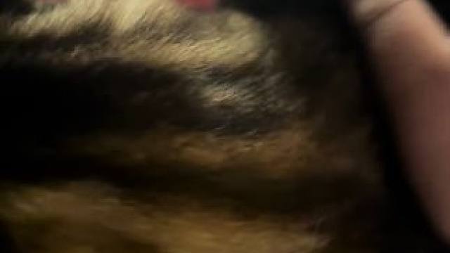 #猫咪 #撸猫的第一视角 #萌宠 #铲屎官的乐趣 #被迫营业的猫猫